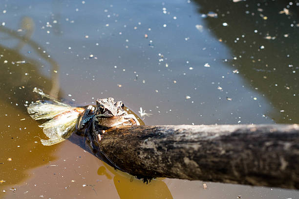 grenouille dans le marais - perry photos et images de collection
