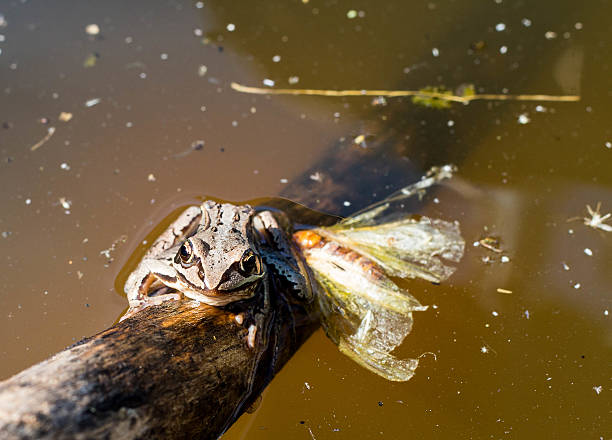 sapo no pântano - perry - fotografias e filmes do acervo