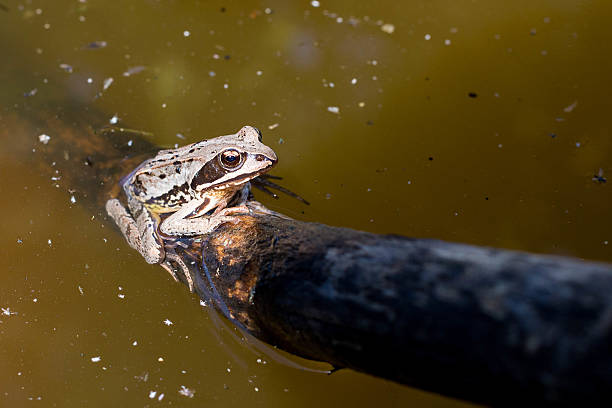 grenouille dans le marais - perry photos et images de collection