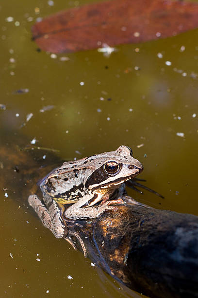grenouille dans le marais - perry photos et images de collection