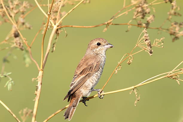 istock red-backed shrike, female 585785500