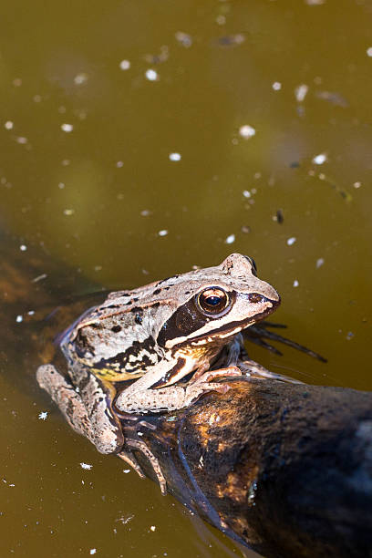 grenouille dans le marais - perry photos et images de collection