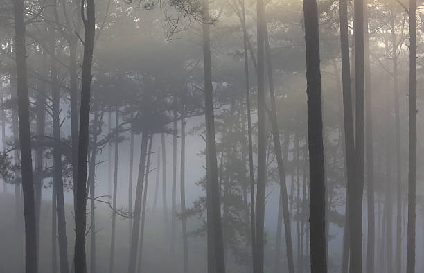 istock Ray, tree, fog and sunlight in morning in forest 585785740