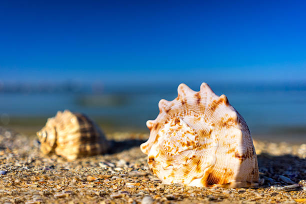 Sea shells on the beach stock photo
