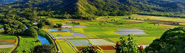 taro felder in die wunderschöne hanalei valley auf kauai  - hanalei stock-fotos und bilder