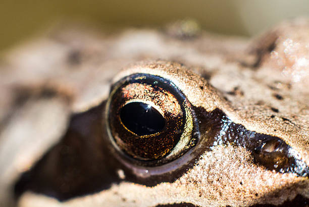 grenouille dans le marais - perry photos et images de collection