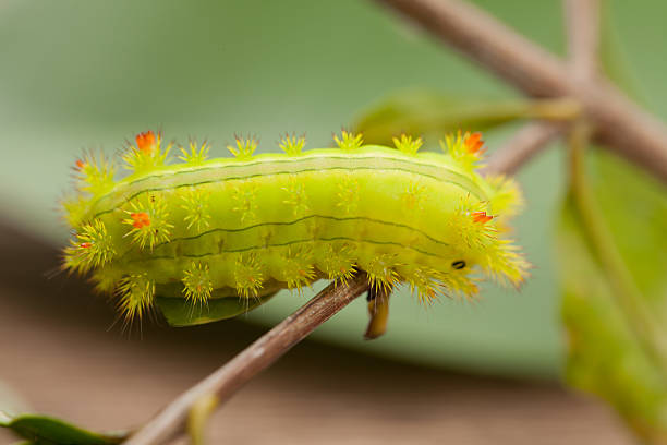 macro primer plano de una oruga de polilla verde io , oruga polilla - branch caterpillar animal hair insect fotografías e imágenes de stock