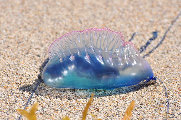 istock Portuguese Man-of War 585786376
