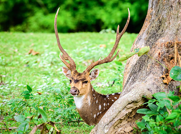 Animal, Indian Spotted Deer, Axis axis in the wild with copy space