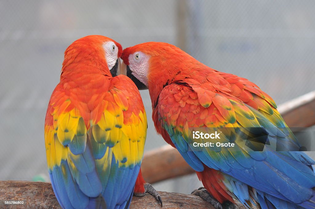 Macaw Birds telling secrets A pair of Macaws appear to be sharing secrets. Bird Stock Photo
