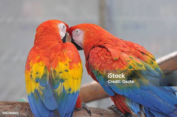 Macaw Birds Telling Secrets Stock Photo - Download Image Now - Bird, Horizontal, Macaw