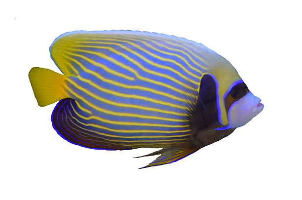 isolated emperor anglefish tropical stripe fish white background