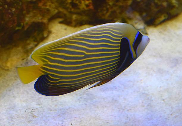 istock close up tropical emperor anglefish cute fish tank 585787644