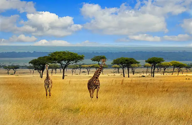 Photo of Giraffes on the open plains in the masai mara