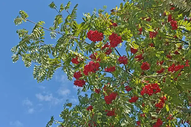 Branch of red rowan with green leaves on blue sky background