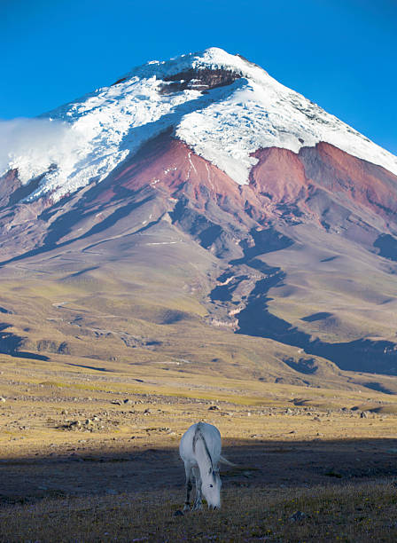 White horse and volcano