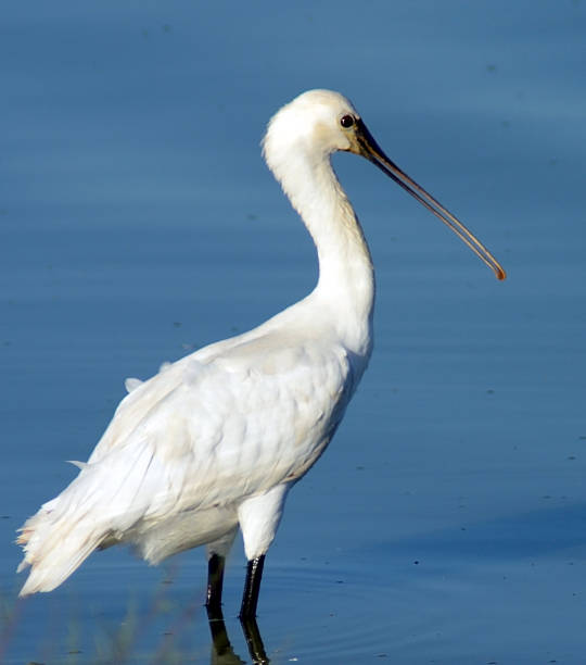 istock Bird fishing in a lake 585790406