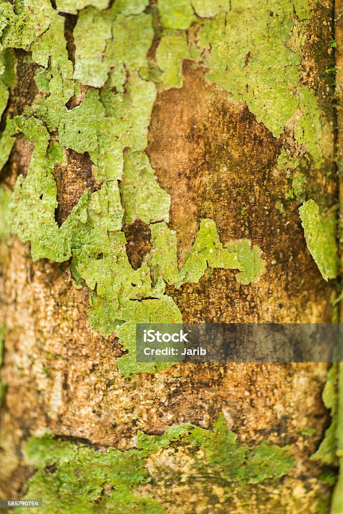 Trunk Color/texture Tree Trunk Texture Stock Photo - Download Image Now - Brown, Forest ...