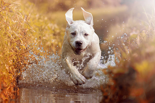 istock Young labrador dog puppy running through river in sun 585790778