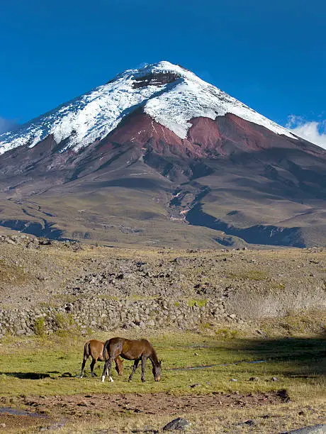 Horses grazing at the Cotopaxi Volcano, Ecuador