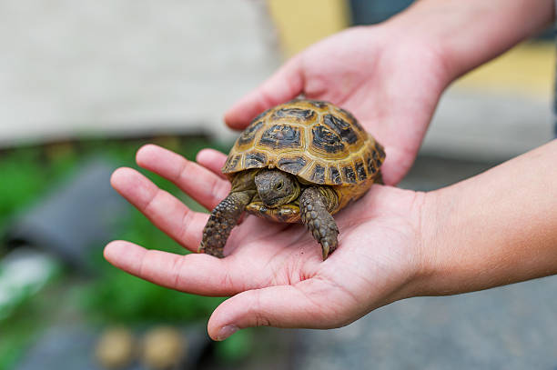 piccola tartaruga in mano - turtle foto e immagini stock