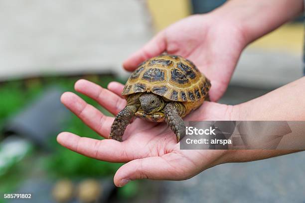 Little Turtle In Hands Stock Photo - Download Image Now - Turtle, Pets, Amphibian