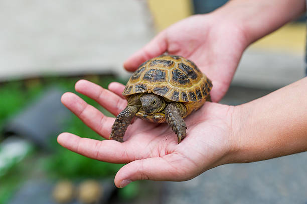 mały żółw w rękach - cute animal reptile amphibian zdjęcia i obrazy z banku zdjęć