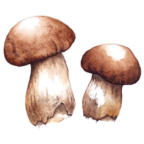 illustrazioni stock, clip art, cartoni animati e icone di tendenza di acquerello due coppie funghi porcini bianchi vettore isolato - porcini mushroom