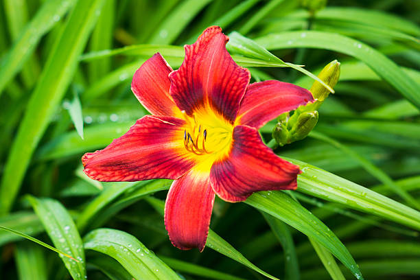 istock Day-lily flower in the garden 585792590