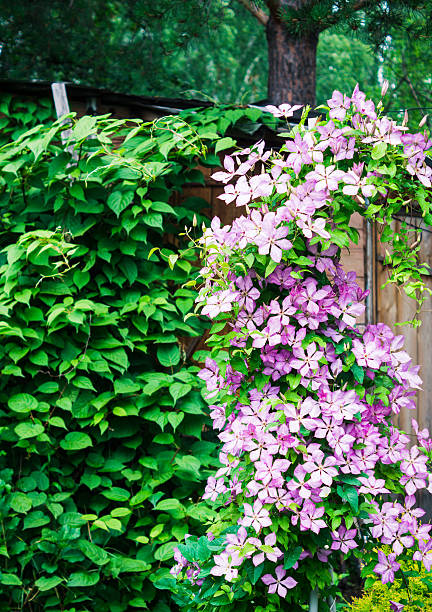 istock Clematis flowers in the garden 585792764