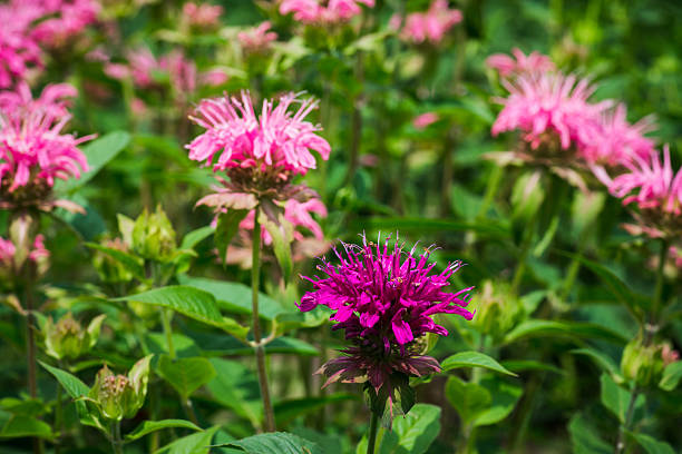 beebalm pourpre (monarda) - beebalm photos et images de collection