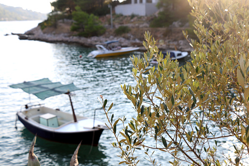 Olive tree growing on the shore. Small boat in the background. Selective focus.