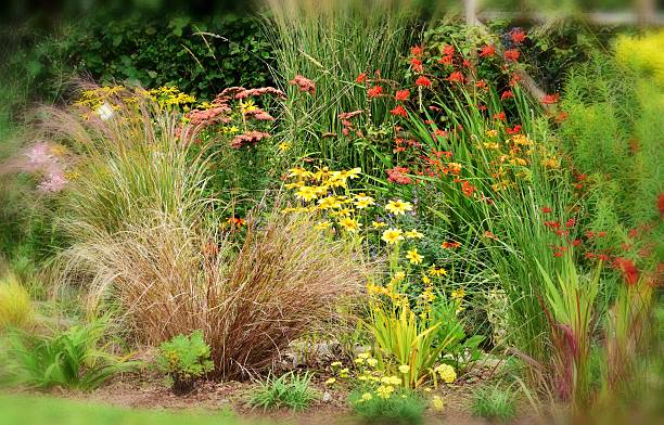 istock Summer in the garden. 585793700