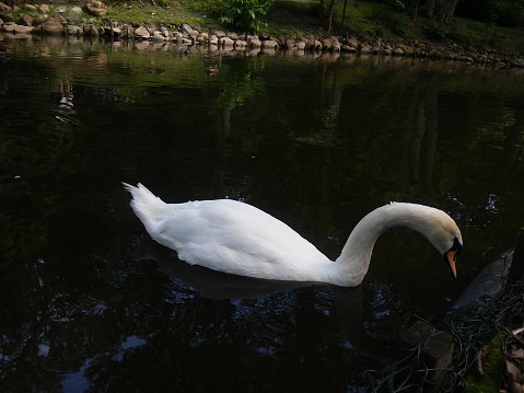 One swan in lake.