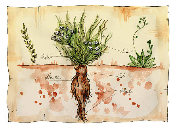 130+ Mandrake Root Stock Illustrations, Royalty-Free Vector