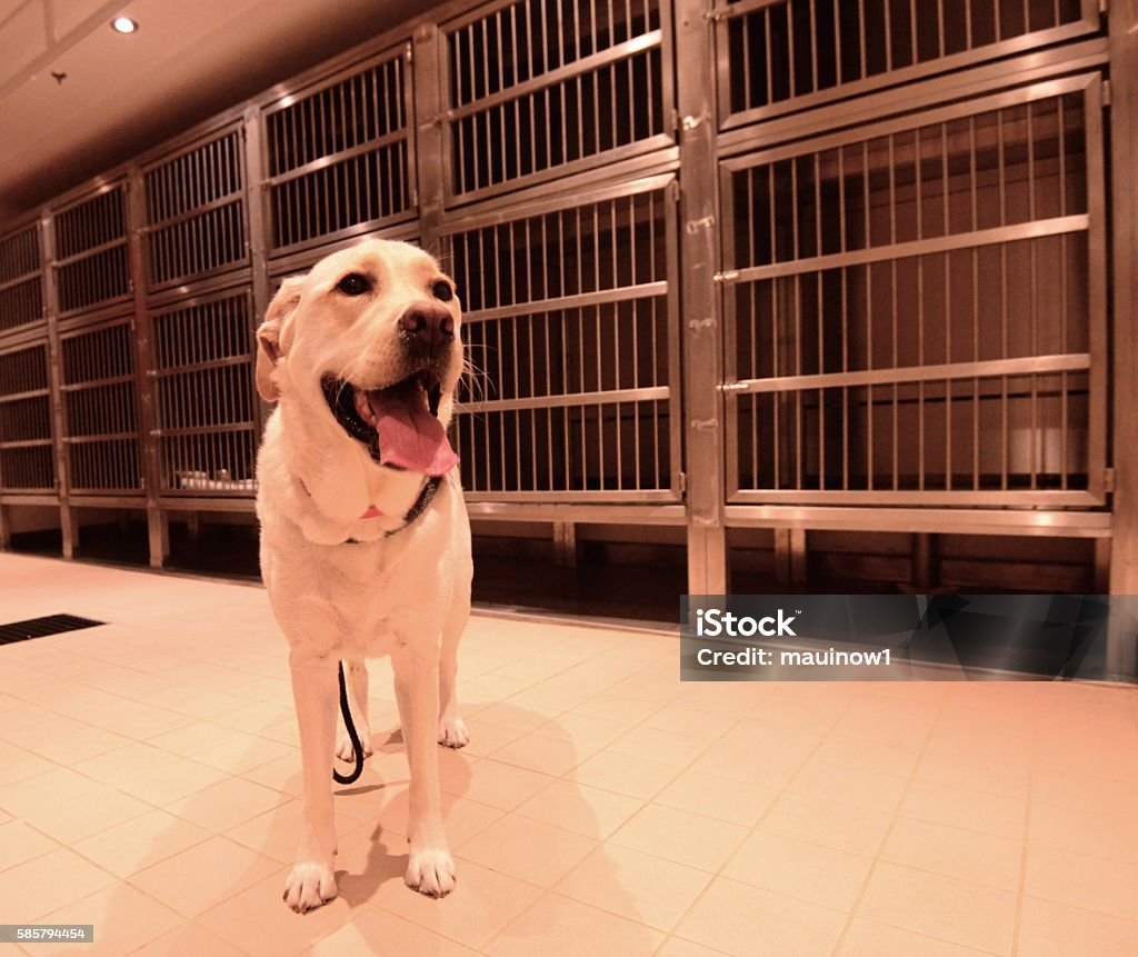 Kennel animal boarding Dog Stock Photo