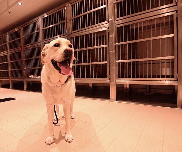 179 Dog Boarding Kennels Stock Photos, Pictures & Royalty-Free Images - iStock 179 Dog Boarding Kennels Stock Photos, Pictures & Royalty-Free Images - iStock