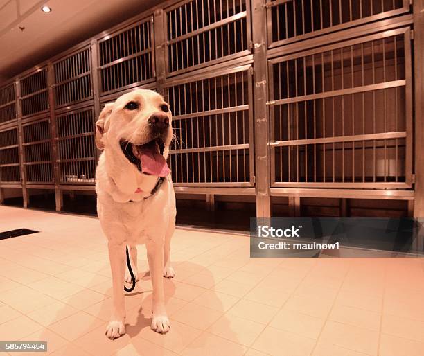 Kennel Stock Photo - Download Image Now - Dog, Boarding, Kennel