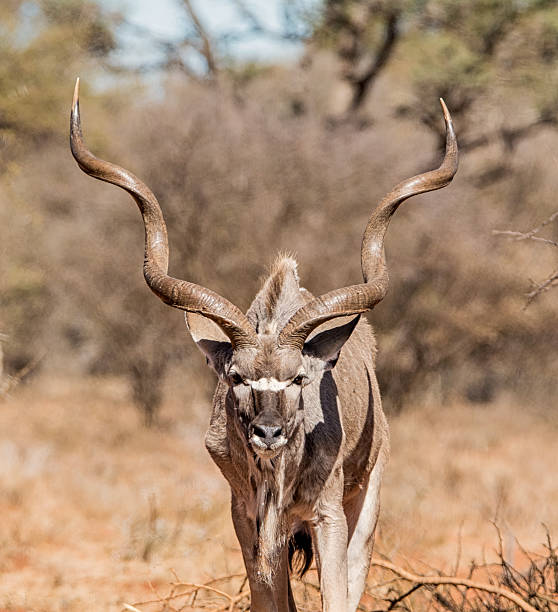 Kudu Bull Kudu Bull standing in Southern African savanna kudu stock pictures, royalty-free photos & images