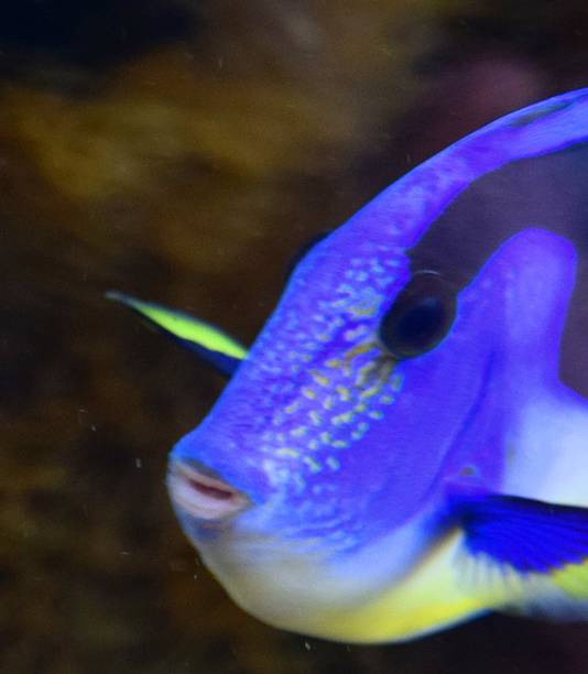 istock cute tropical blue regal tangfish in fish tank 585794666