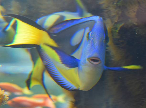 istock cute tropical blue regal tangfish in fish tank 585794668