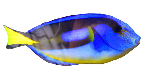 istock cute tropical blue regal tang fish isolated white background 585794786