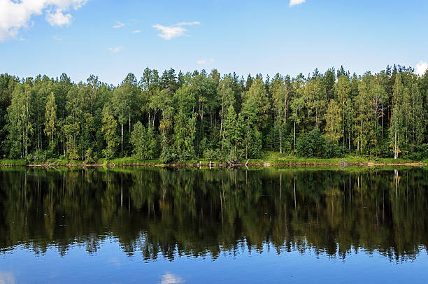 Shuya River in Karelia, summer stock photo