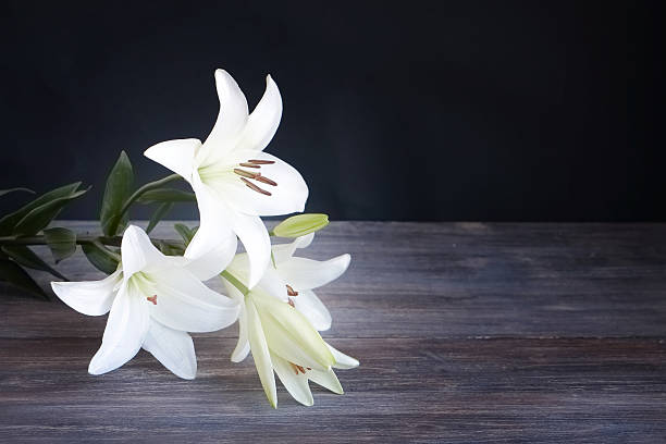 istock White lily flowers with buds on wooden table. 585795690