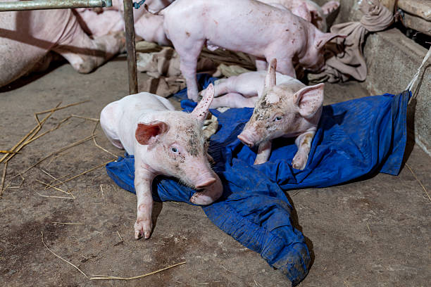 istock Piglet running around in the paddock after feeding finished. 585795866