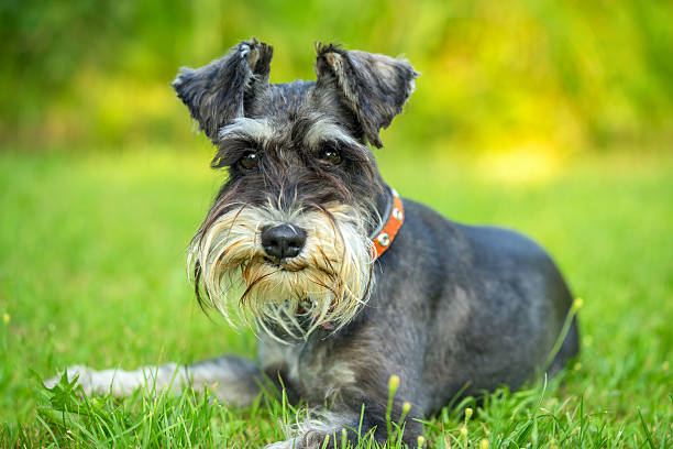 sznaucer miniaturowy leżący na trawie - pets friendship green small zdjęcia i obrazy z banku zdjęć