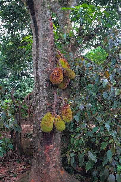 breadfruit tree with fruits. amber mountain, diego-suárez, madagascar - amber imagens e fotografias de stock