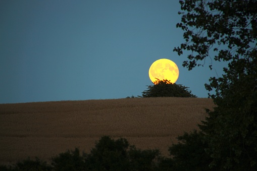 Yellow moon behind a bush just after moonrise