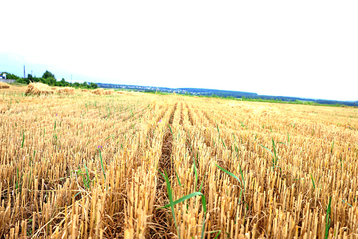 a stubble field after harvesting grain