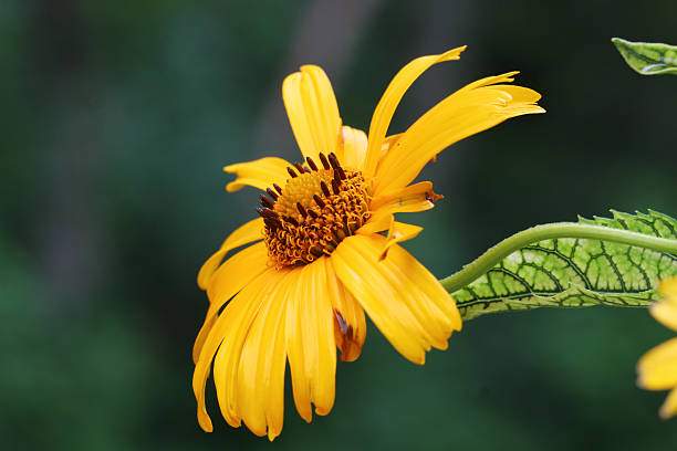 istock Heliopsis helianthoides flower 585798076